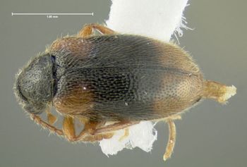 Media type: image;   Entomology 613379 Aspect: habitus dorsal view